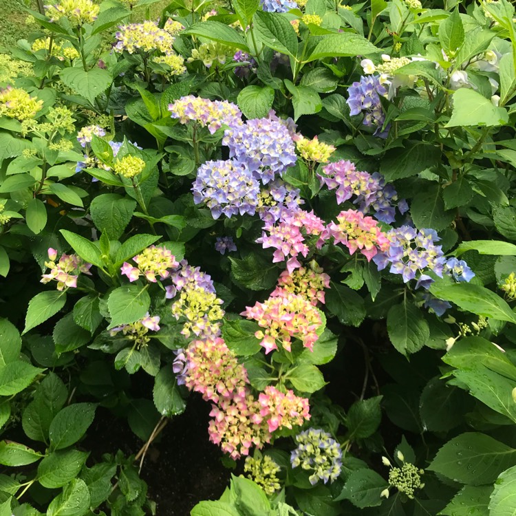 Plant image Hydrangea macrophylla 'Soeur Therese'