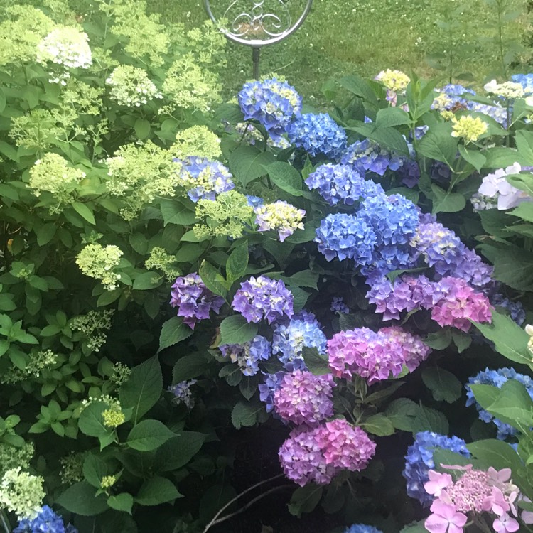 Plant image Hydrangea Macrophylla 'Monmar'