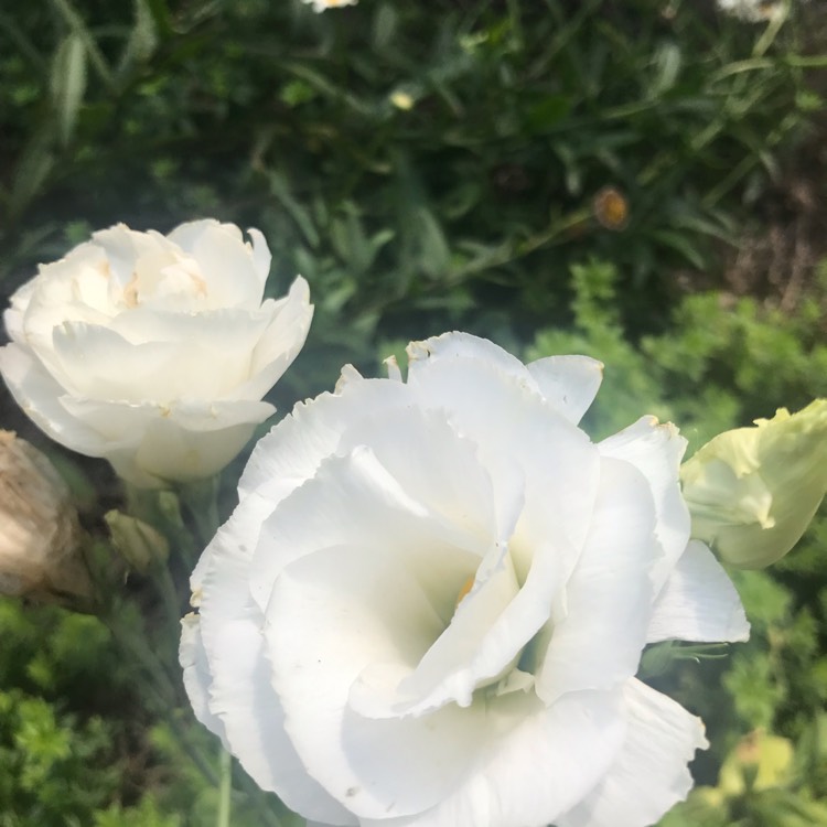 Plant image Eustoma