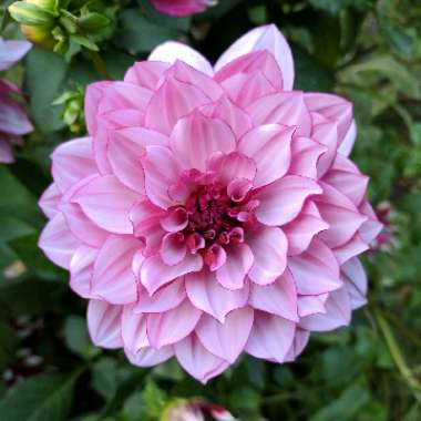 Dahlia 'Creme De Cassis'