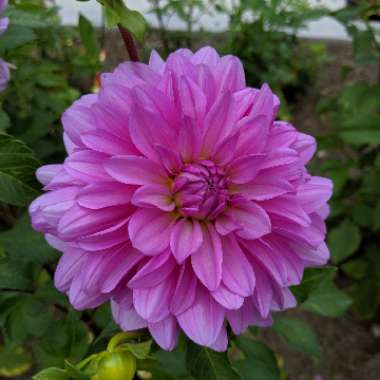 Dahlia 'Bluetiful'