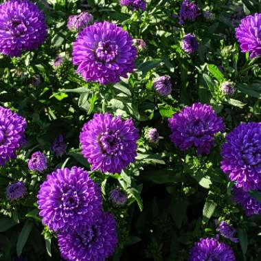 Aster lateriflorus 'Lady In Blue'