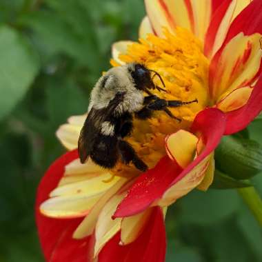 Dahlia (Bedding Varieties)