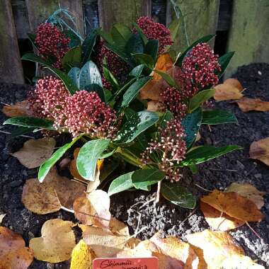 Japanese Skimmia 'Rubella'