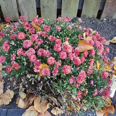 Chrysanthemum 'Autumn Bronze'