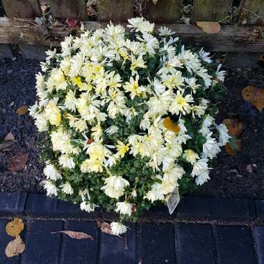 Chrysanthemum 'White Allouise'