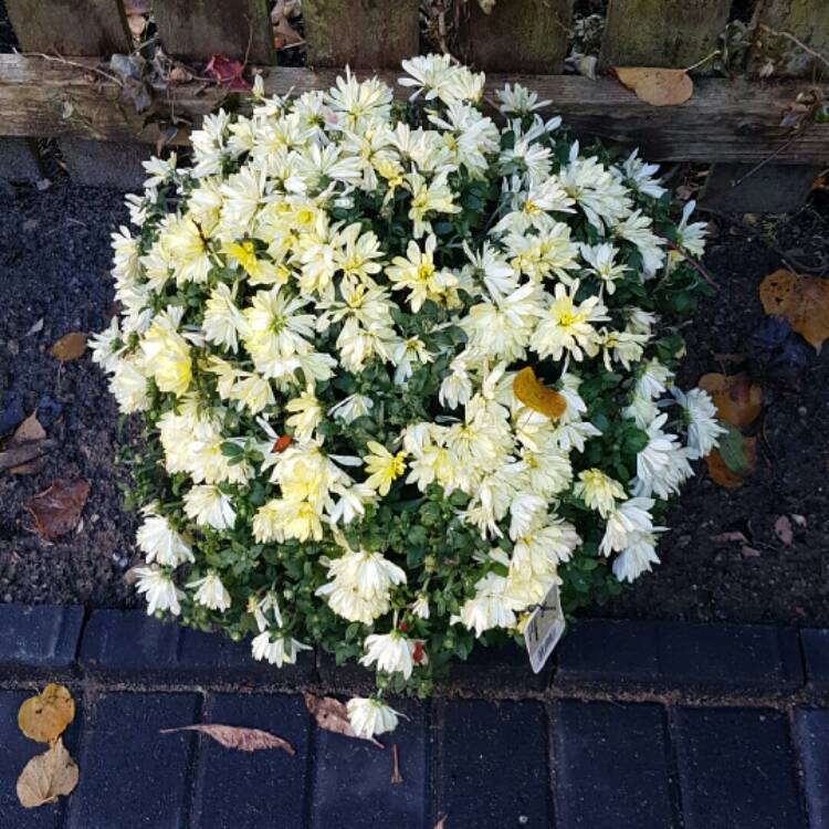 Plant image Chrysanthemum 'Allouise White'