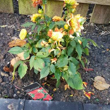 Dahlia 'Peaches and Cream'