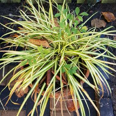 Spider Plant 'Hawaiian'