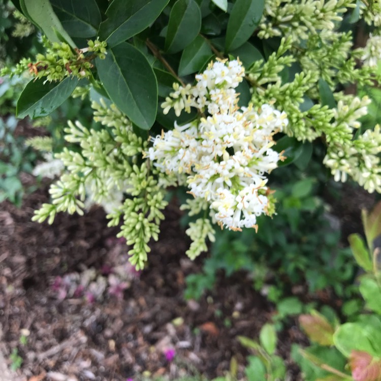 plant image 1505050