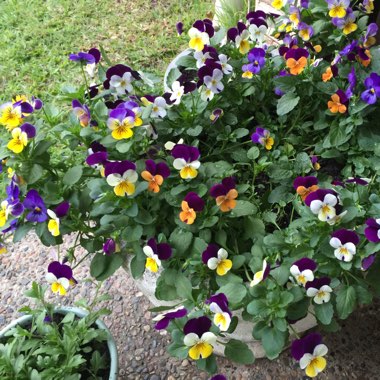 Pansy