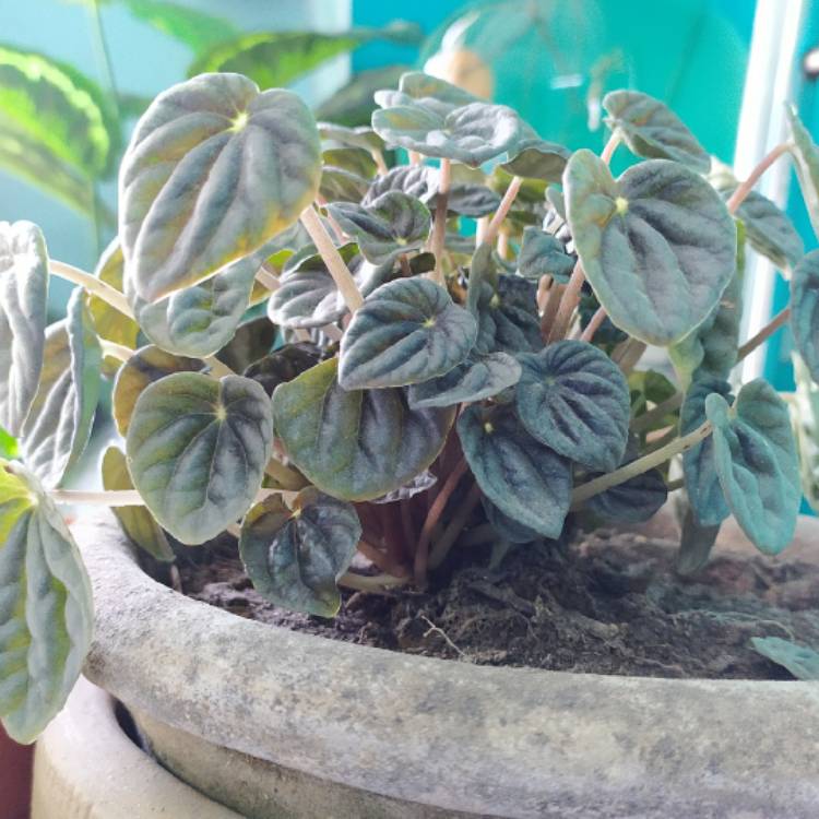 Plant image Peperomia caperata 'Silver Ripple'