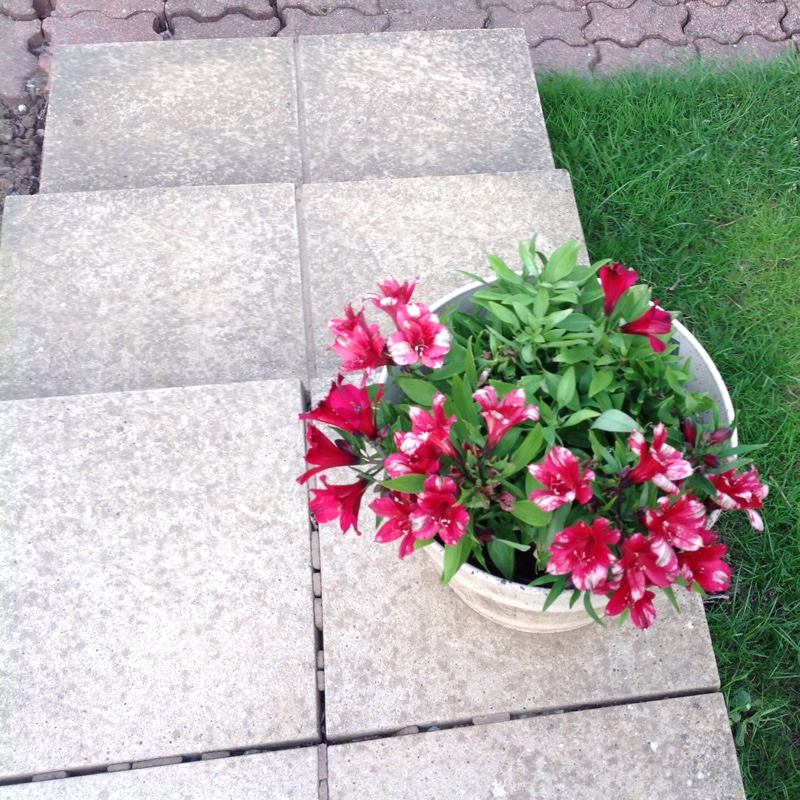 Plant image Alstroemeria 'Koncamambo' (Inca Series) syn. Alstroemeria 'Inca Mambo'