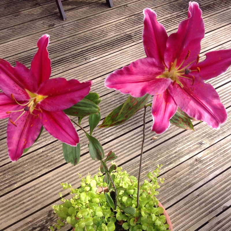 Plant image Hemerocallis 'Autumn Red'