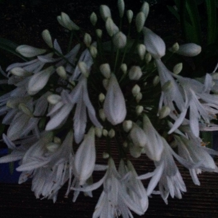 Plant image Agapanthus 'Snowstorm' (Storm Series) syn. Agapanthus 'Snow Storm'