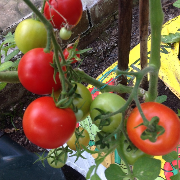 Plant image Solanum Lycopersicum var. cerasiforme 'Red Robin'