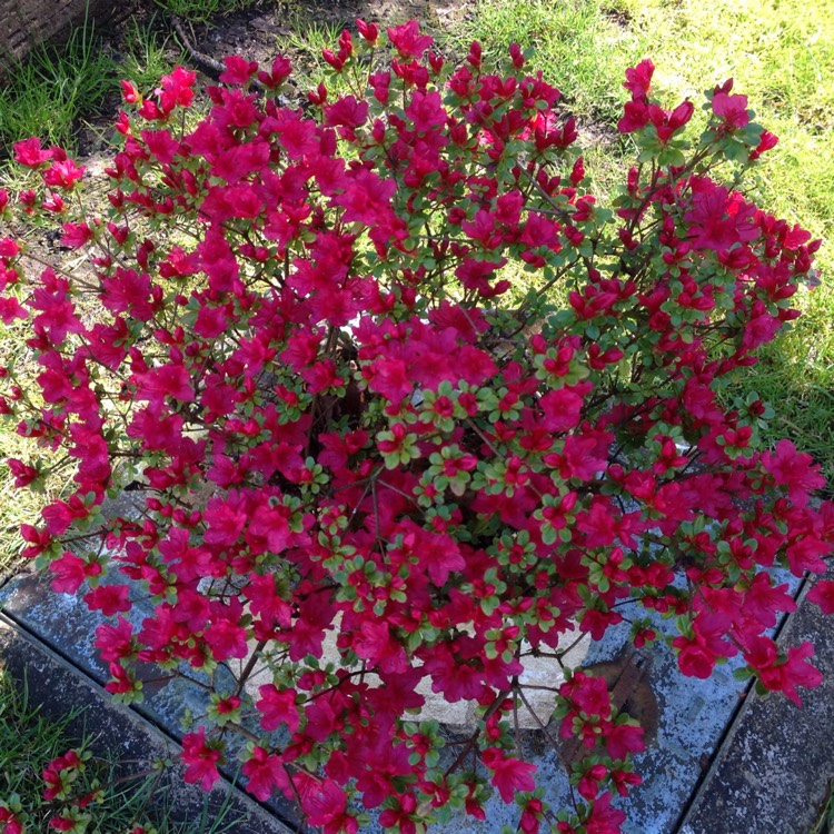 Plant image Rhododendron 'Cornell Pink'