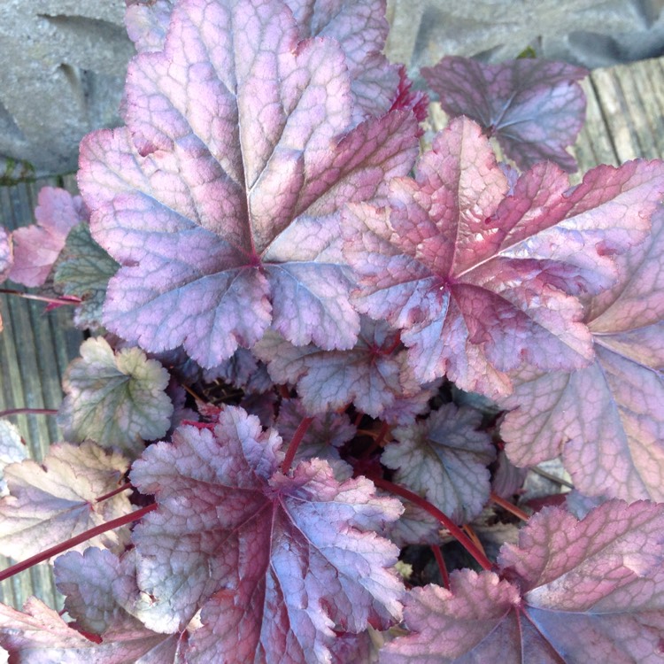 Plant image Heuchera 'Cajun Fire'