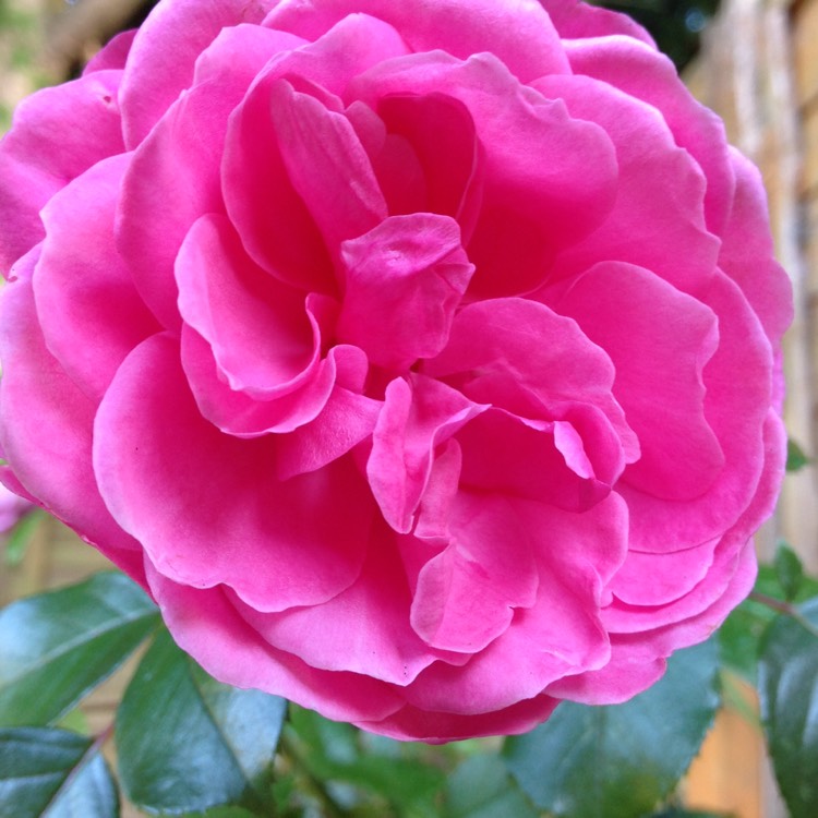 Plant image Dianthus plumarius 'Rose Monica Wyatt'