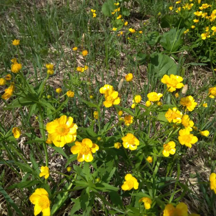 Plant image Ranunculus acris