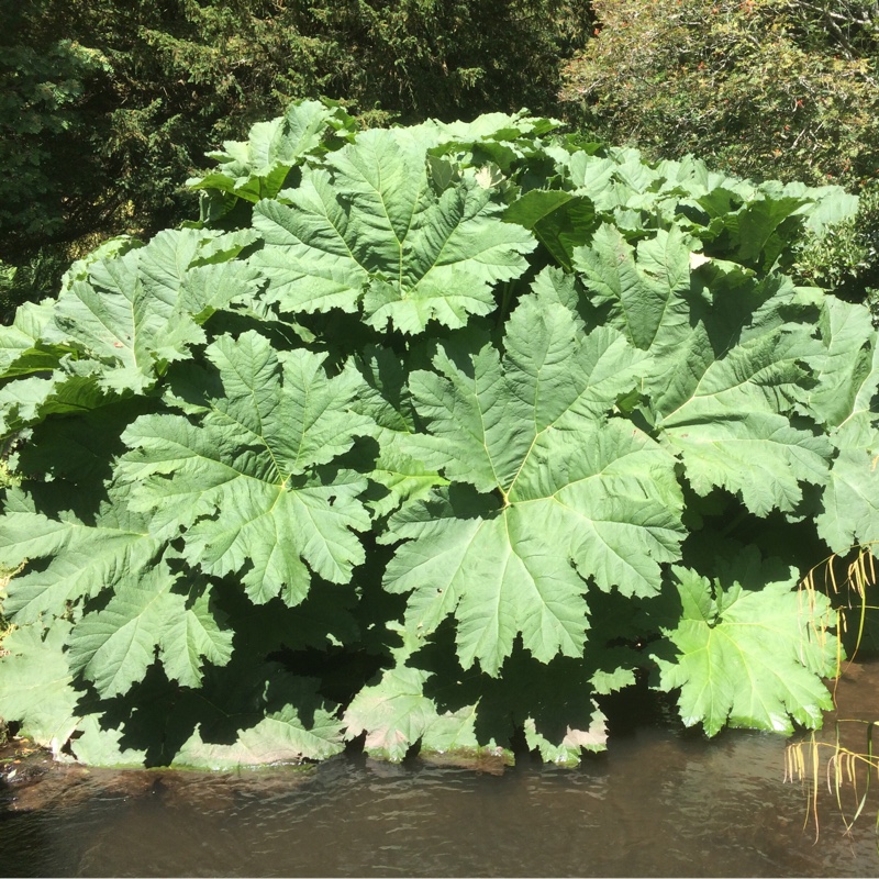 Plant image Darmera peltata