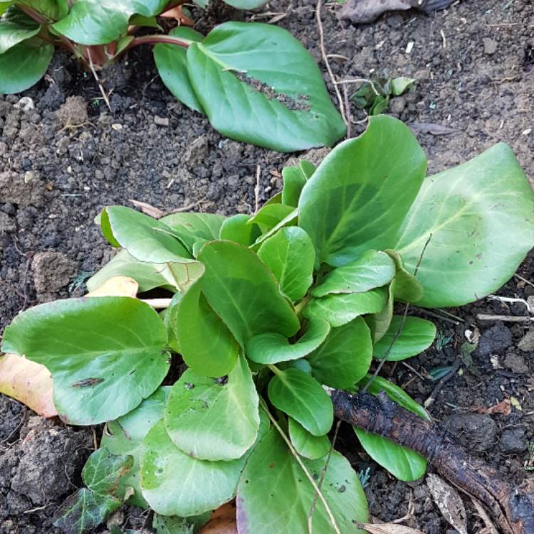 Plant image Bergenia cordifolia 'Vinterglod' syn. Bergenia cordifolia 'Winterglut', Bergenia 'Winterglow'