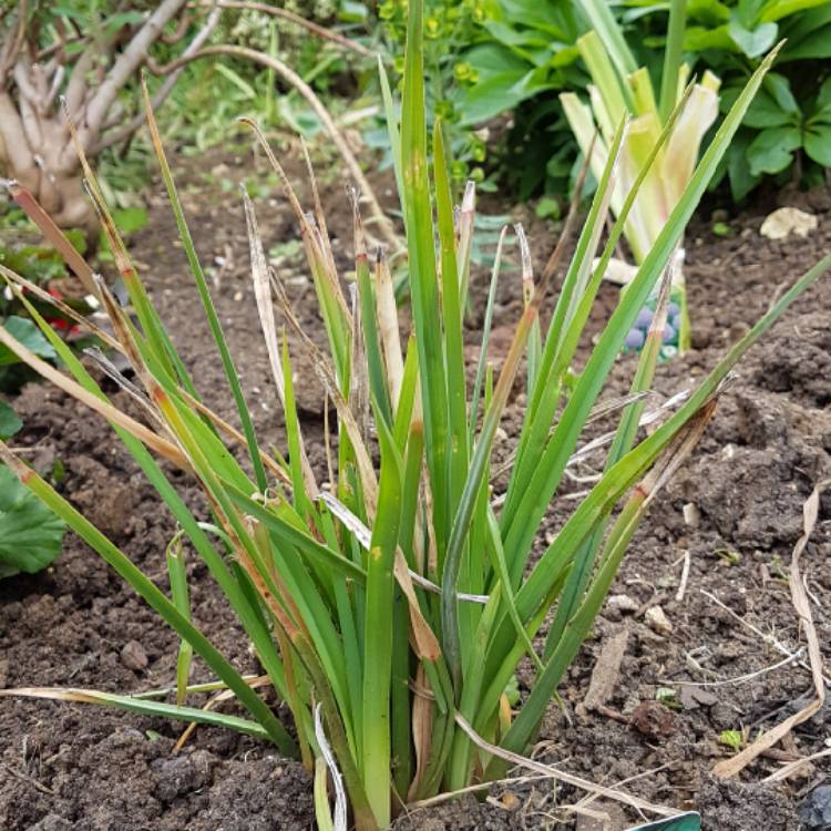 Plant image Kniphofia 'Royal Castle'