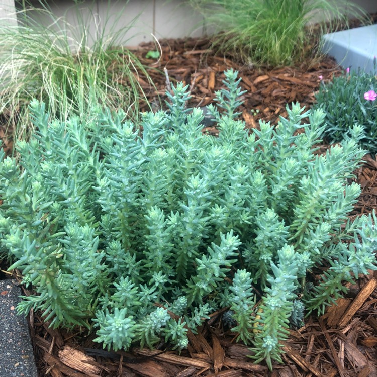 Plant image Sedum Reflexum 'Blue spruce”