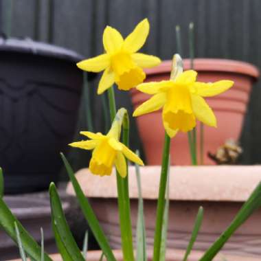 Narcissus 'Tête-à-Tête'