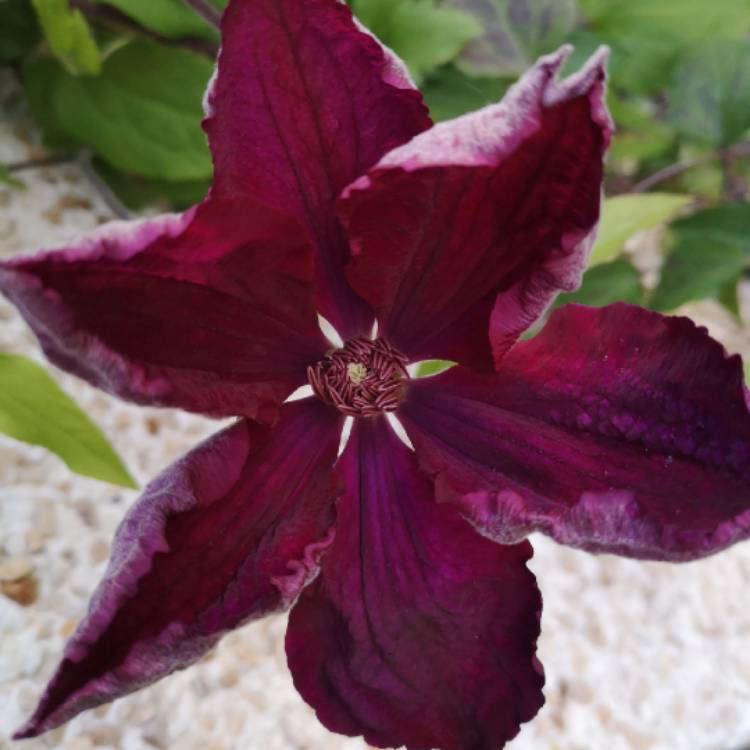 Plant image Clematis 'Niobe'