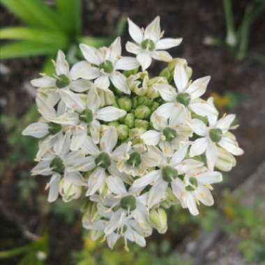 Allium nigrum syn. Allium multibulbosum, Allium nigrum var. multibulbosum