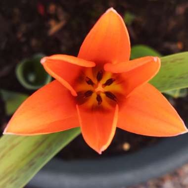 Tulipa