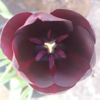 Tulipa 'Queen of Night'