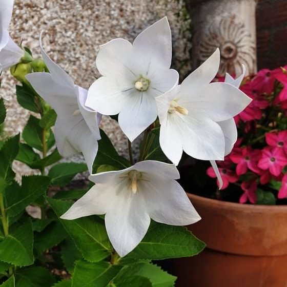 Plant image Campanula 'Pearl White'