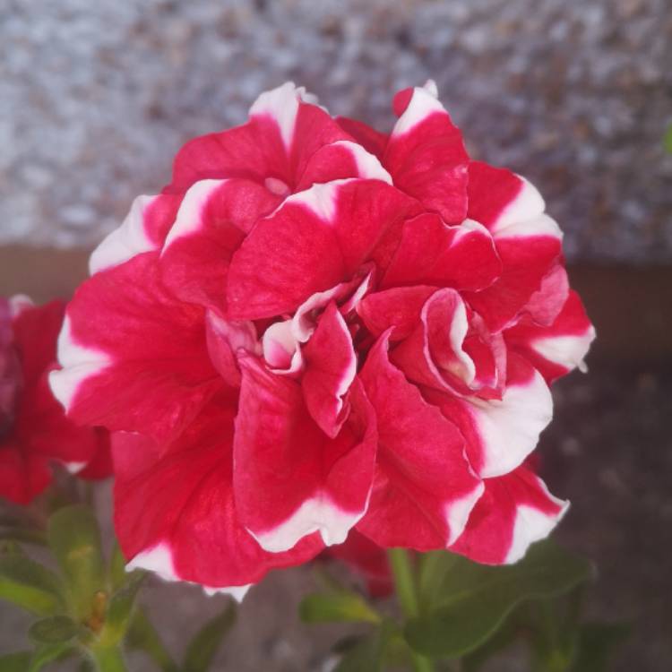 Plant image Petunia Double