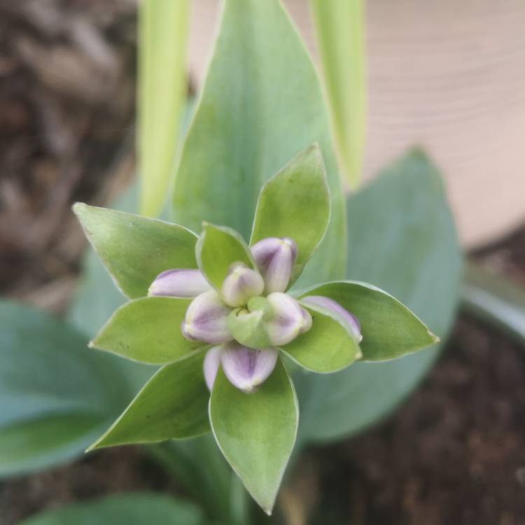 Plant image Hosta 'Fragrant Blue'