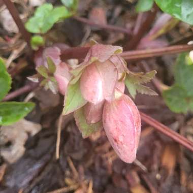 Helleborus x ericsmithii 'Winter Sunshine'