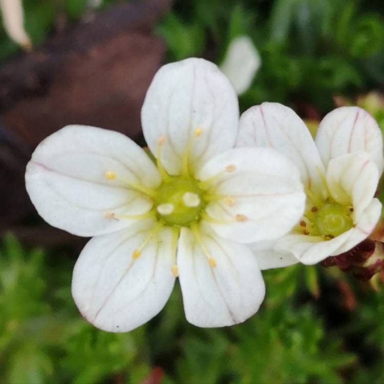 Plant image Saxifraga x arendsii 'Mossy White'