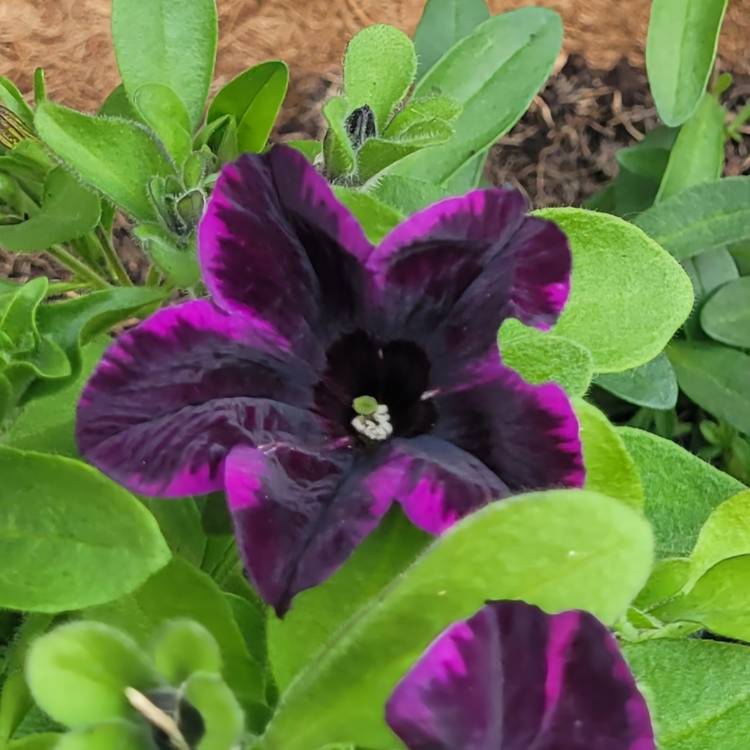 Plant image Petunia 'Johnny Flame'