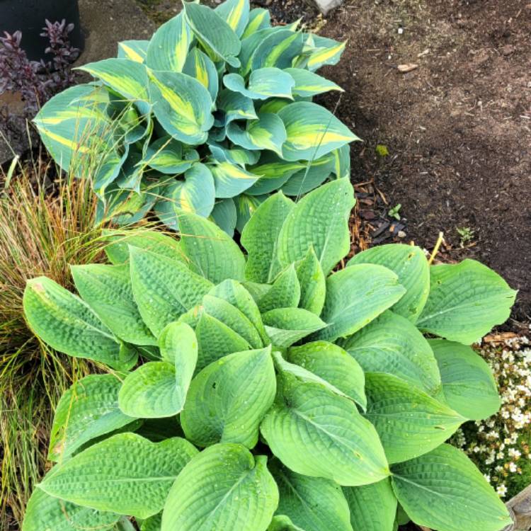 Plant image Hosta 'August Moon' syn. Hosta 'Golden Sieboldiana'