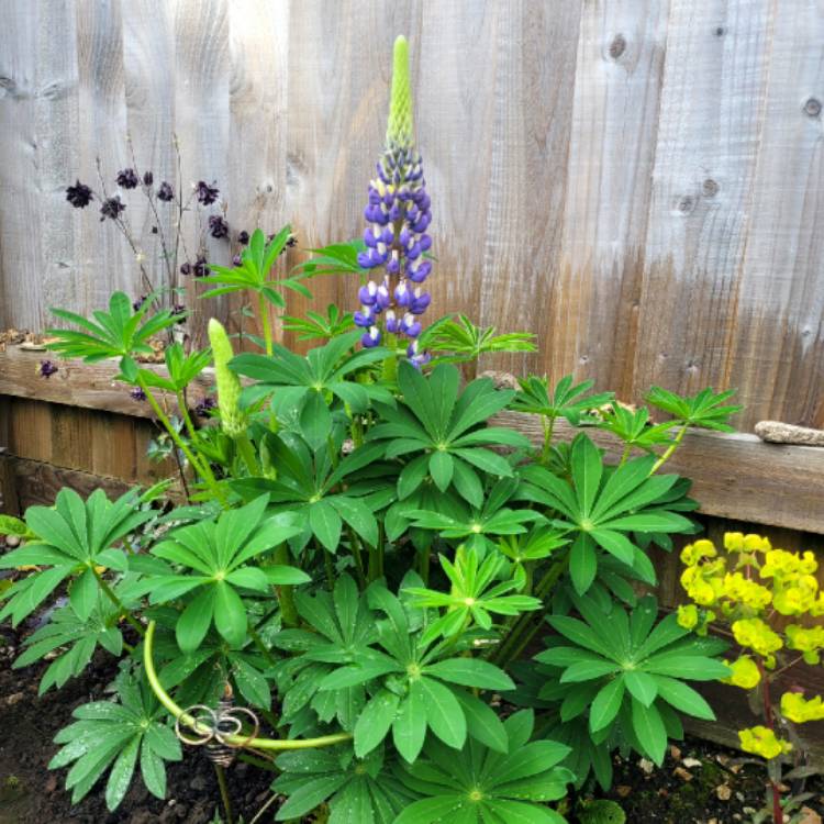 Plant image Lupinus 'Russell Mix'