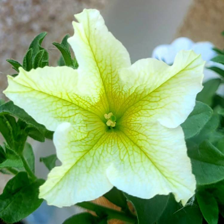 Plant image Petunia Surfinia 'Lime'