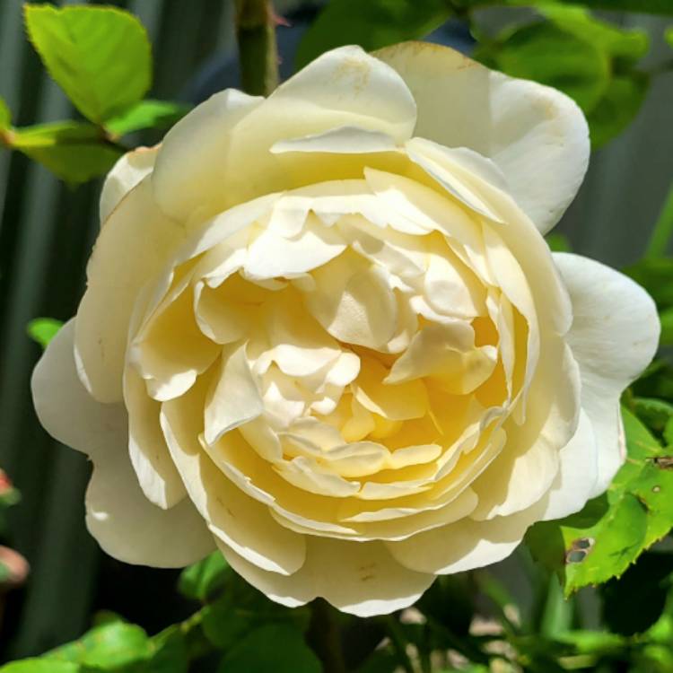 Plant image Rosa 'Auspital' syn. Rosa 'Nye Bevan'