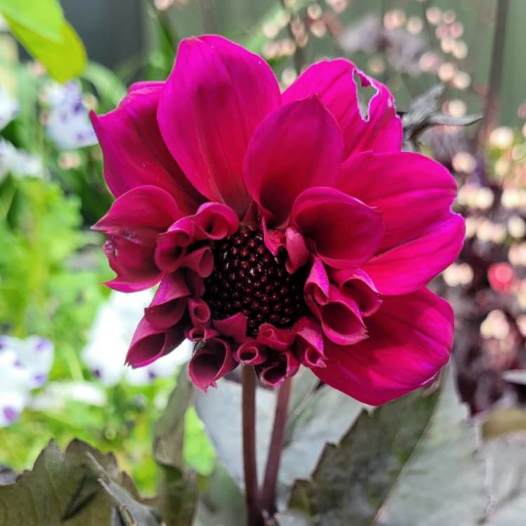 Plant image Dahlia 'Bishop of Canterbury'