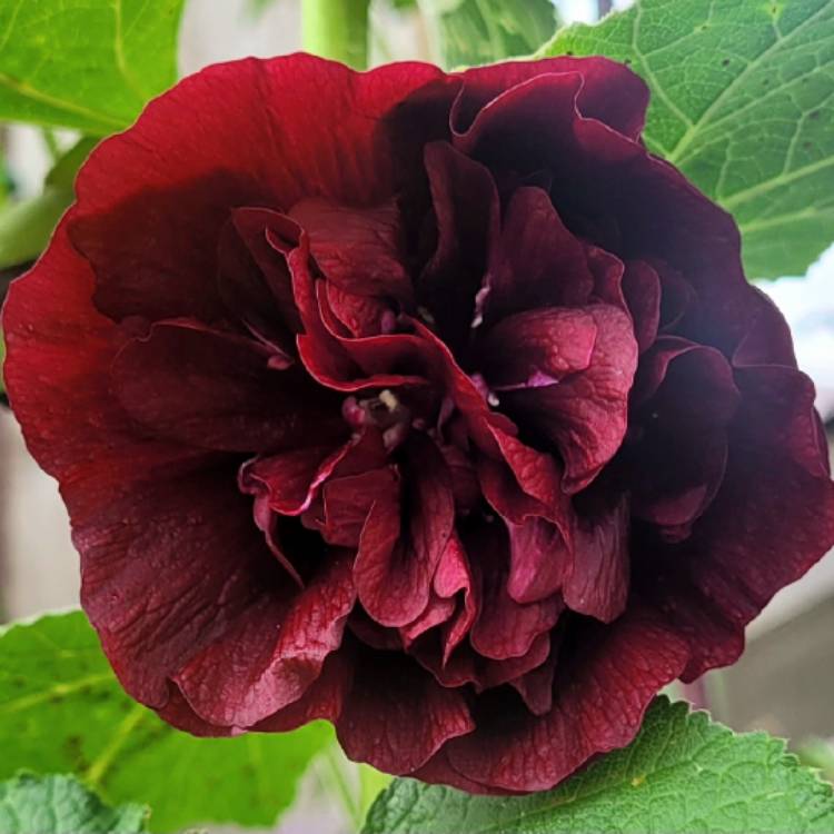 Plant image Alcea rosea 'Chater's Double Group Maroon'