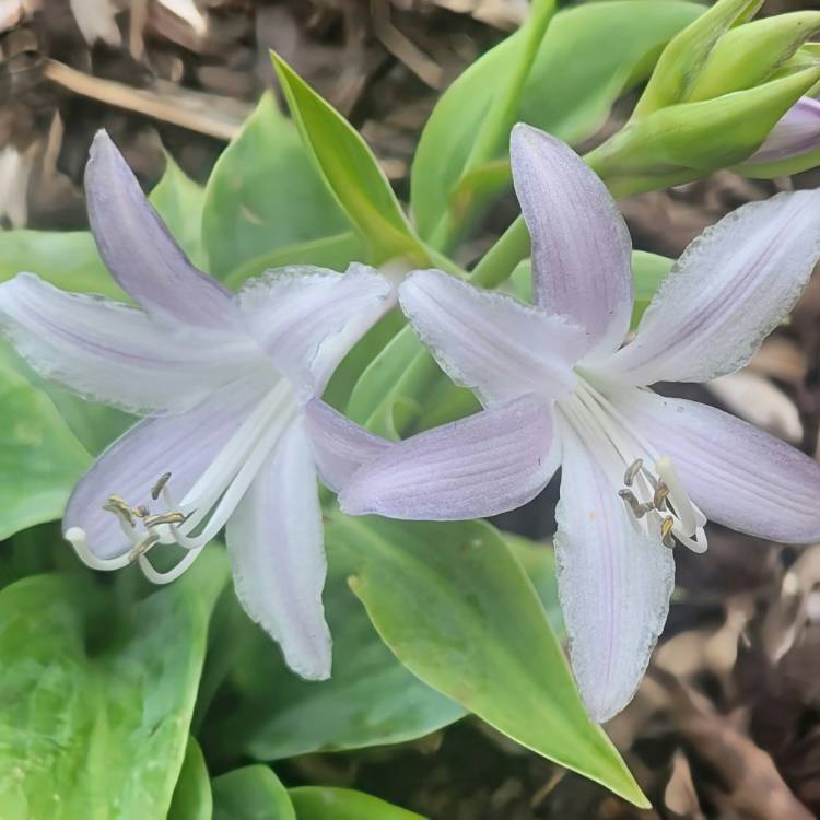 Plant image Hosta 'Fragrant Blue'