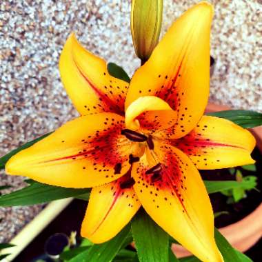 Lilium (Asiatic)