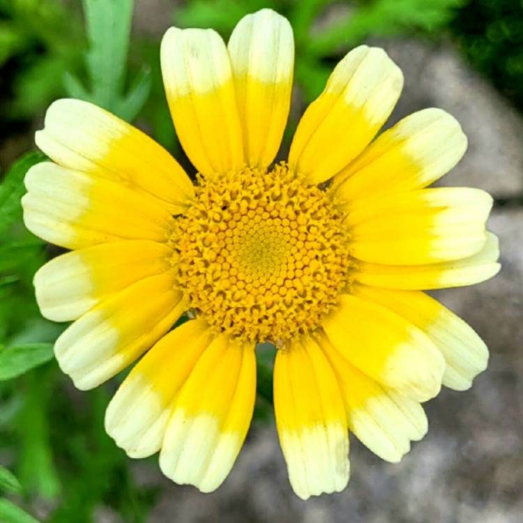 Plant image Glebionis coronaria syn.Chrysanthemum coronarium ; Ismelia coronaria