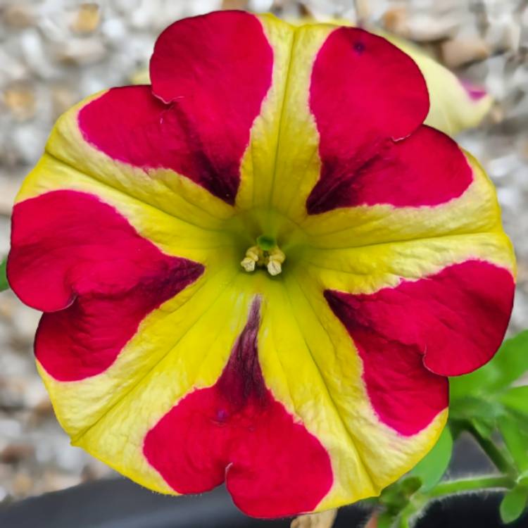 Plant image Petunia Queen Of Hearts