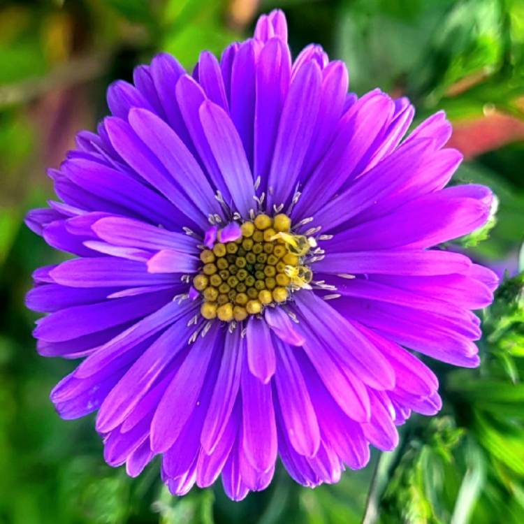 Plant image Aster x frikartii 'Mönch'